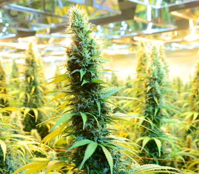 Cannabis / Ganja